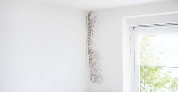 Best Comprehensive Air Testing for Mold Contaminants  in Bear, DE