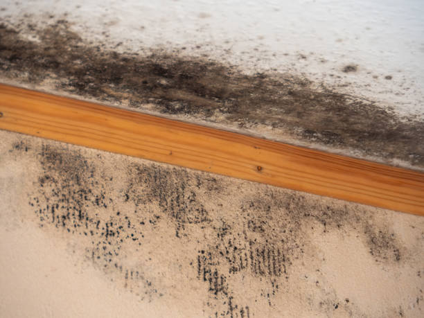 Best Black Mold Removal  in Bear, DE